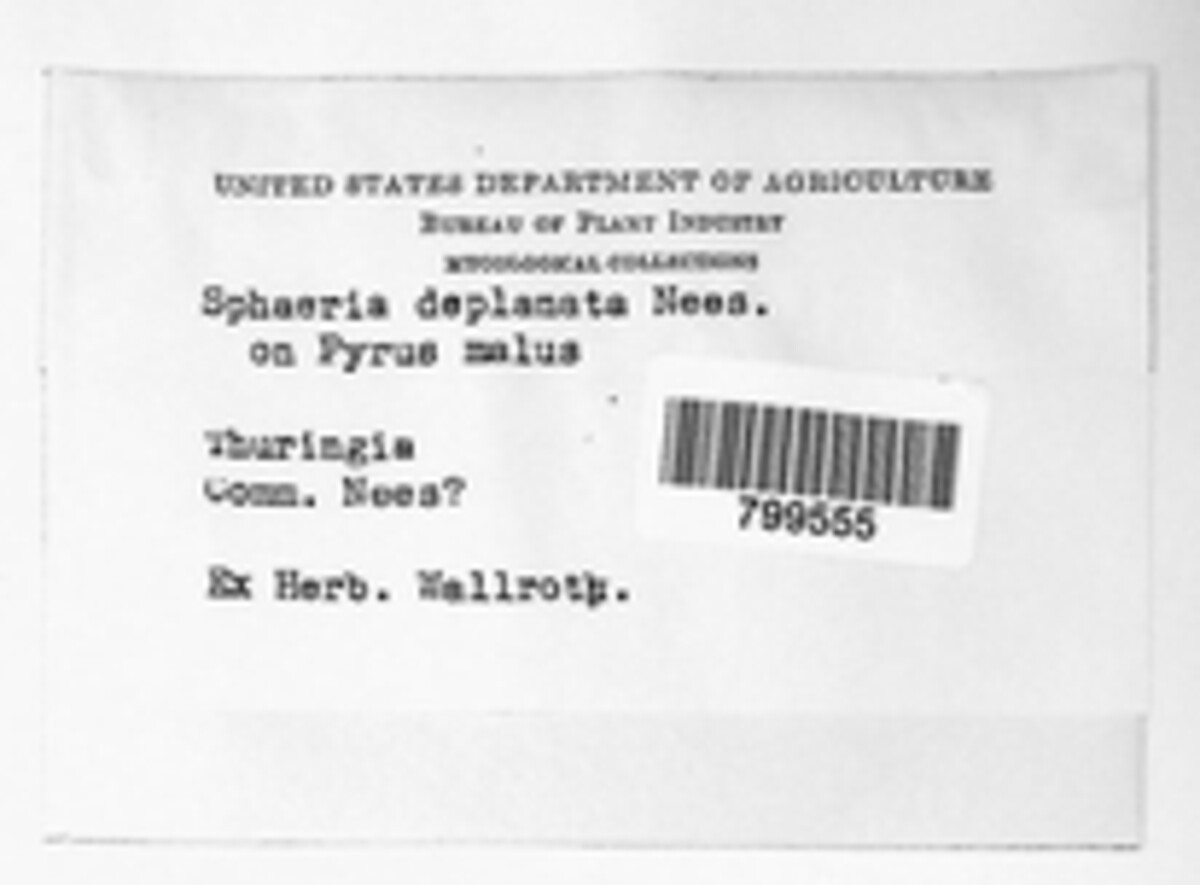 Sphaeria deplanata image